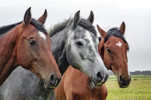 Constatan 19 positivos entre caballos por el virus de la fiebre del Nilo en Andalucía