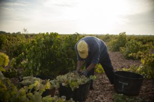 Excepcionalidad en el uso de mascarilla en labores de campo según las condiciones