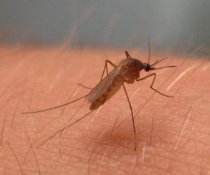 Llamada a la calma ante el virus del Nilo: "Normalmente el mosquito no transmite enfermedades"