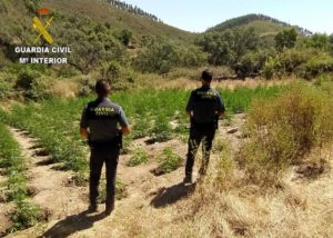 Localizada una plantación de marihuana en Almonaster la Real