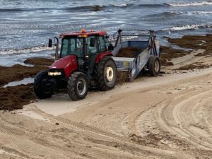 Tarifa retira de sus playas casi 400 toneladas del alga asiática desde julio