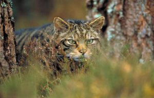 Andalucía asesora como experto en el programa de cría en cautividad del gato montés de Escocia