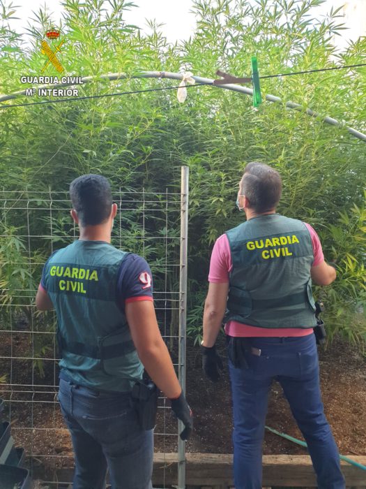 Detenidos dos vecinos de Osuna por el cultivo de 257 plantas de marihuana en plantaciones separadas