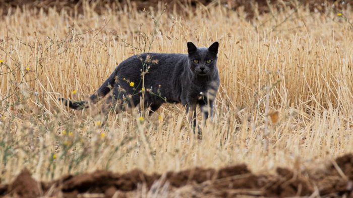 El Seprona amplía el campo de rastreo del gran felino en el entorno de Ventas de Huelma