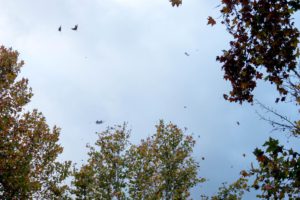 Previstos este jueves avisos amarillos por viento y oleaje en Cádiz