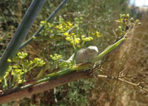 Zoo de Jerez libera 11 crías de camaleón nacidas tras incubación artificial de los huevos extraídos a una hembra