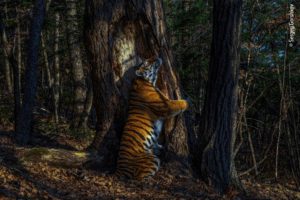 'El abrazo' de un tigre, mejor fotografía de vida salvaje del 2020