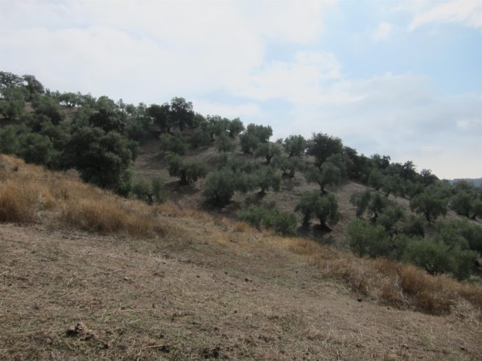 Investigadores andaluces diseñan un sistema de riego de precisión para reducir el gasto de agua