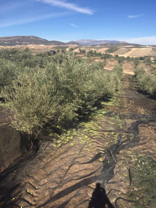 Jaén pone en marcha una aplicación que permitirá hacer test a temporeros de aceituna