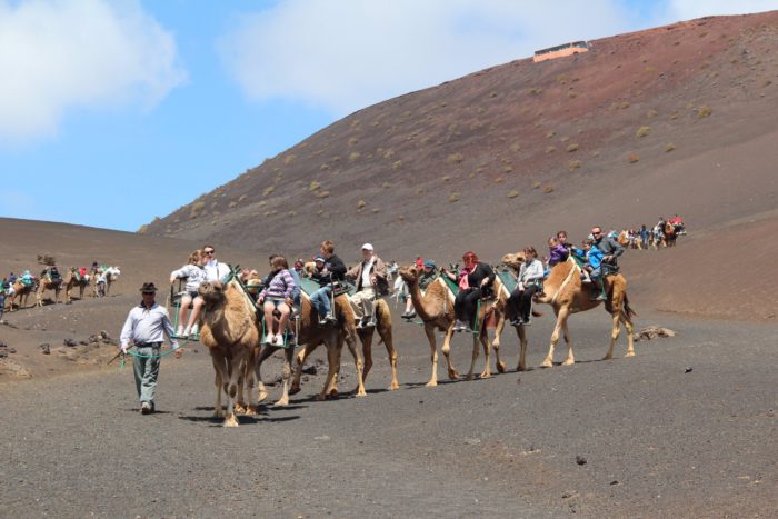 La UCO sugiere los paseos en camello como alternativa sostenible para evitar su extinción