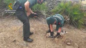 Liberan a un zorro atrapado en un cepo en una finca sevillana