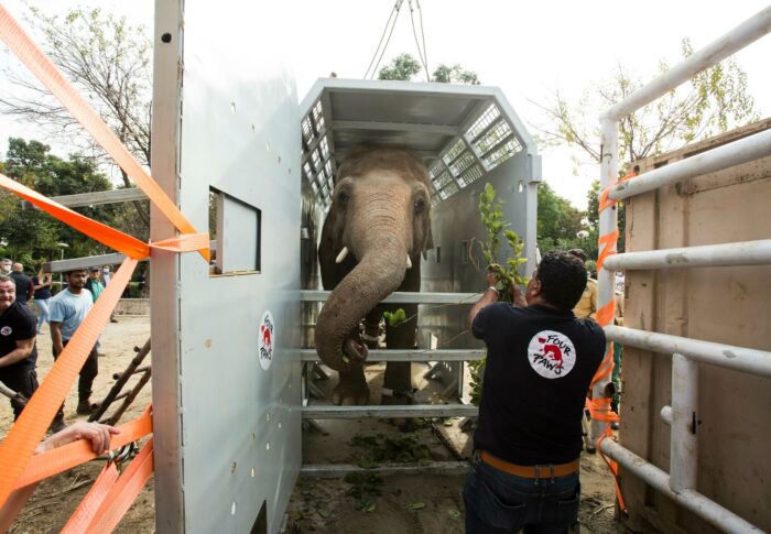 Kaavan, el elefante que volará en avión por más de 10 horas hacia su nueva vida