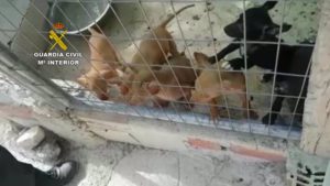 La Guardia Civil rescata a 13 cachorros y 2 perros adultos abandonados en Baena