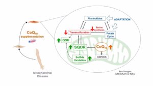 Un suplemento de Coenzima Q10 podría mejorar las enfermedades mitocondriales y cáncer de colon