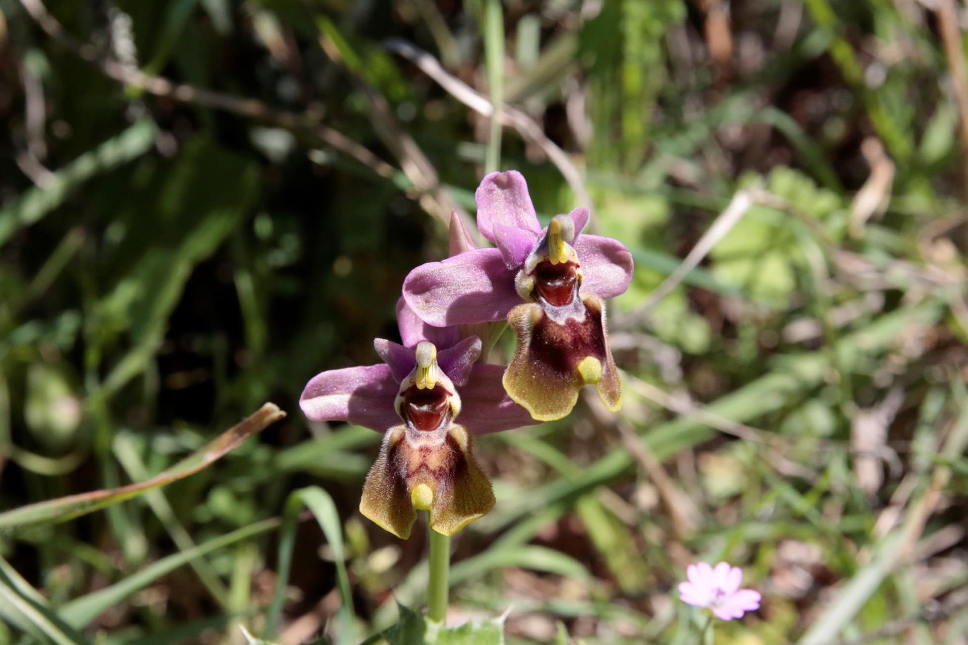 Una de las orquídeas de la reserva. / Foto: Archivo / Ayuntamiento de la Carolina. / Europa Press.