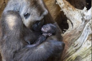 Primera cría de gorila nacido en Andalucía, en las instalaciones de Bioparc Fuengirola. / Foto: BioParc Fuengirola / Europa Press.