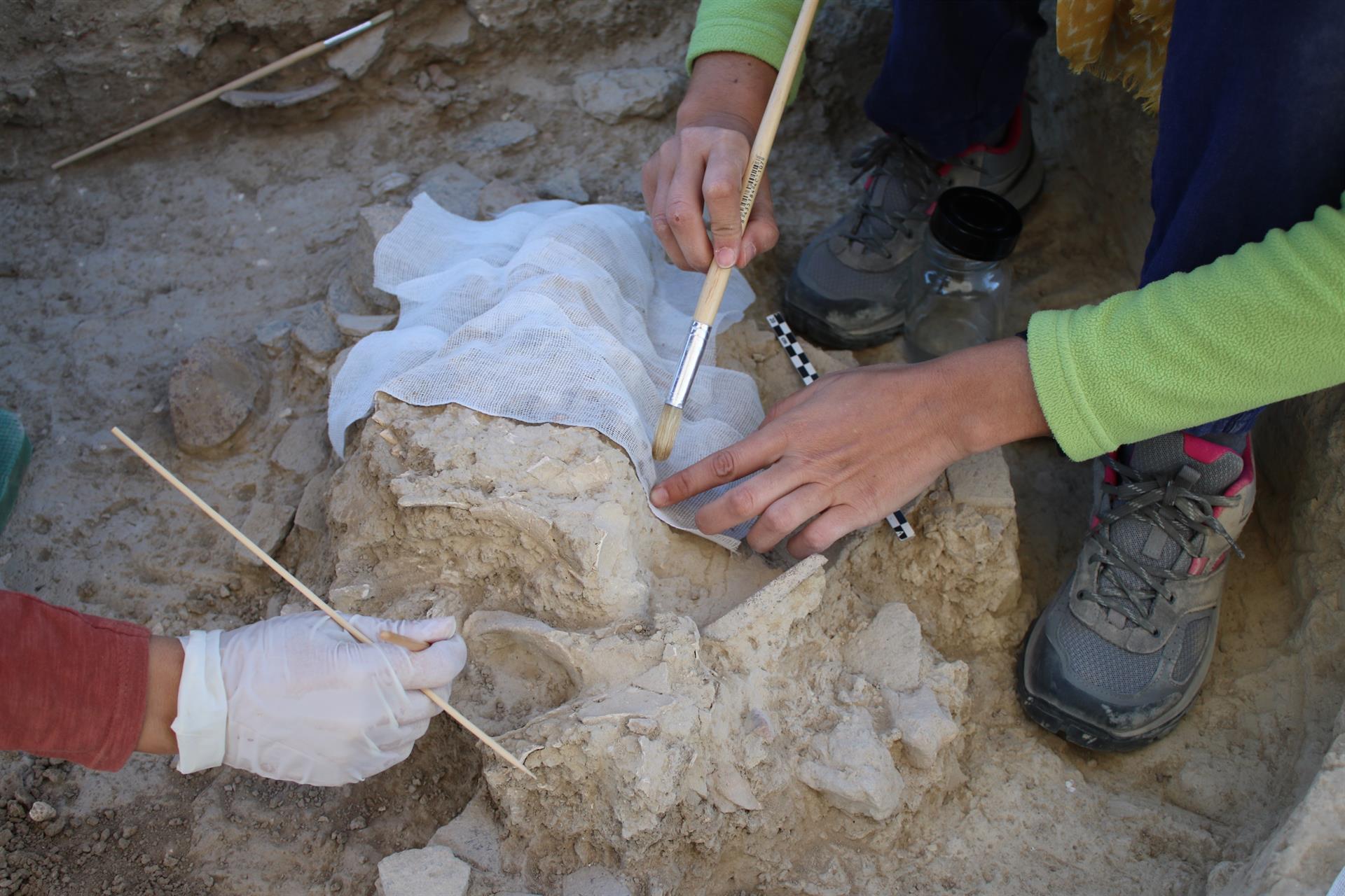 Recuperación del cráneo de uro descubierto en Valencina de la Concepción. / Foto: Deutsches Archologisches Institut Madrid. / Europa Press.