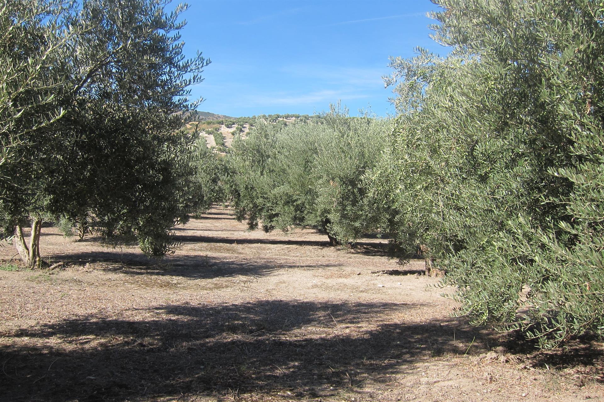 Olivar en Jaén. / Foto: Archivo / Europa Press.