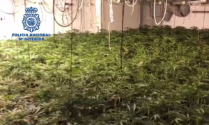 Incautan 700 plantas de marihuana en tres operaciones en la provincia de Málaga