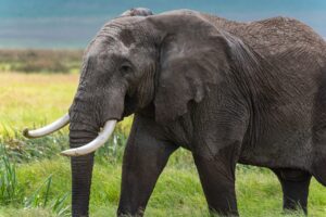 Comprar un elefante por Navidad es posible