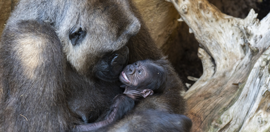 El primer bebé gorila nacido en Andalucía busca nombre