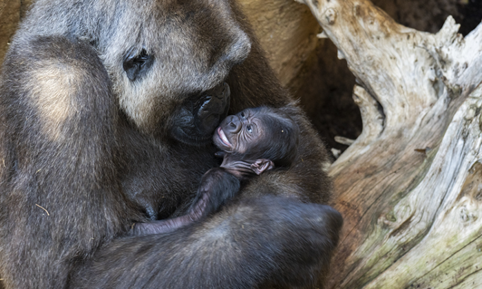 El primer bebé gorila nacido en Andalucía busca nombre