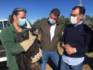 Liberado en Sierra Pelada un buitre negro joven