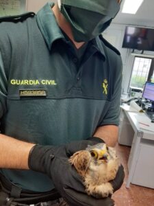 Un agente de la Guardia Civil con un cernícalo. / Foto: Archivo / Guardia Civil de Soria. / Europa Press.