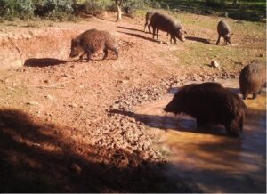 Analizan las interacciones entre cerdos y animales salvajes para evitar la tuberculosis animal