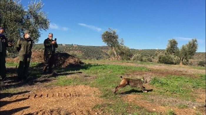 Liberan a Kot, un lince ibérico, tras una estancia de dos meses en un centro de cría