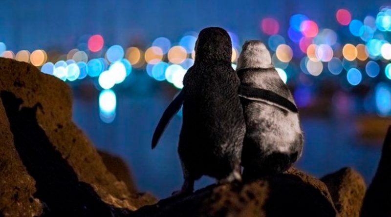 El fotógrafo Tobias Baumgaertners captó el momento exacto en el que una pareja de pingüinos se dan consuelo luego de que ambos perdieran a sus respectivas parejas. Ocean Photography Awards 2020