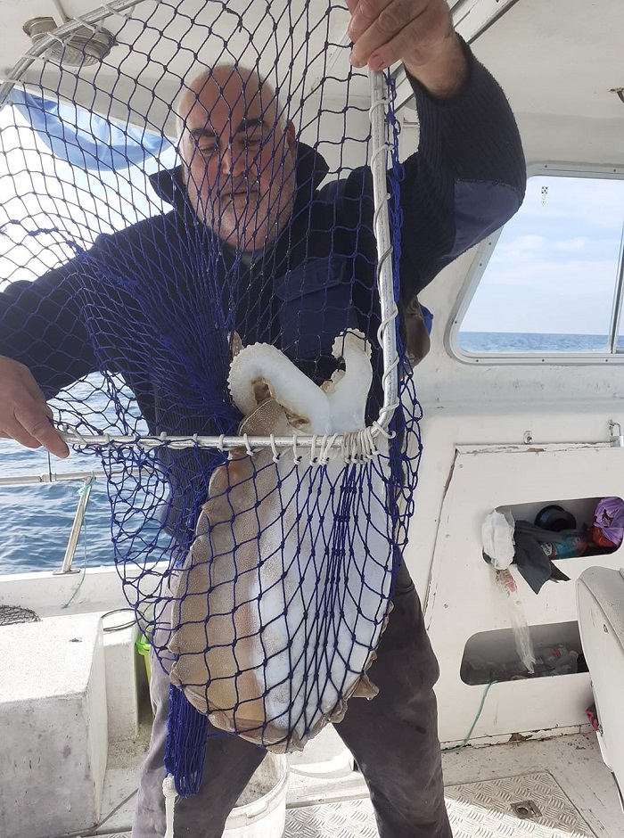 Capturan un choco gigante de casi 5 kilos en la costa de Huelva