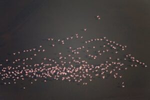 Foto de recurso de flamencos. / Foto: Junta de Andalucía. / Europa Press.