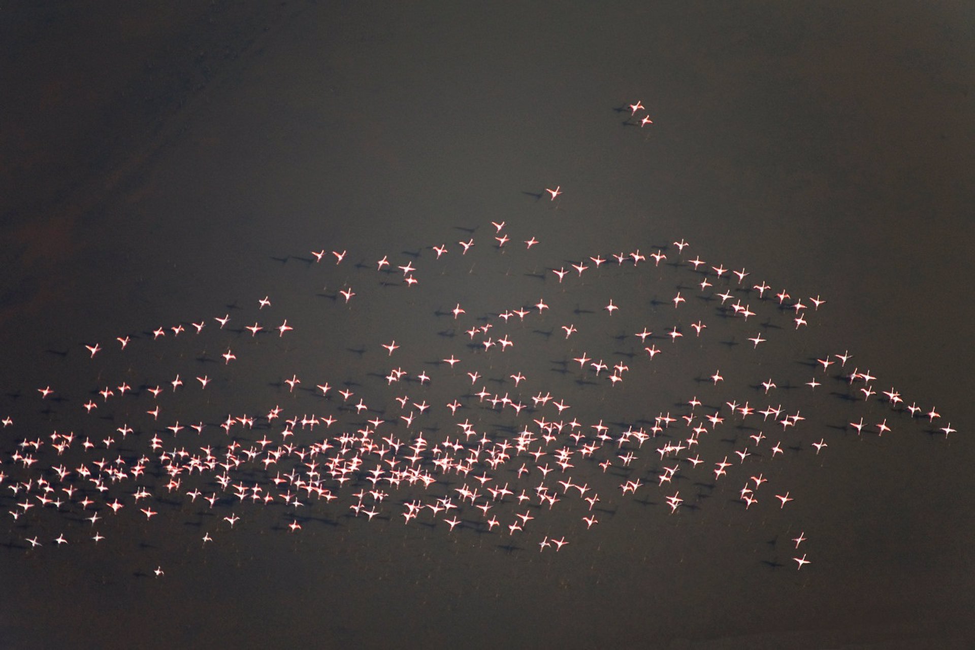 Foto de recurso de flamencos. / Foto: Junta de Andalucía. / Europa Press.