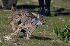 Suelta del lince 'Quincha' por la Consejería de Agricultura, Ganadería, Pesca y Desarrollo Sostenible. / Foto: Junta de Andalucía. / Europa Press.