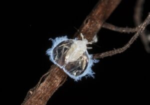 Hallan en España una especie de chinche cavernícola desconocida hasta hoy