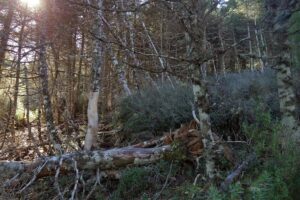 Aprobada en primera lectura la propuesta para declarar el Parque Nacional de las Nieves