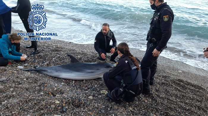 Rescatan un delfín varado en la playa de las Olas de Almería