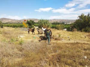 La Guardia Civil de Málaga ha rescatado 96 animales maltratados en 2020