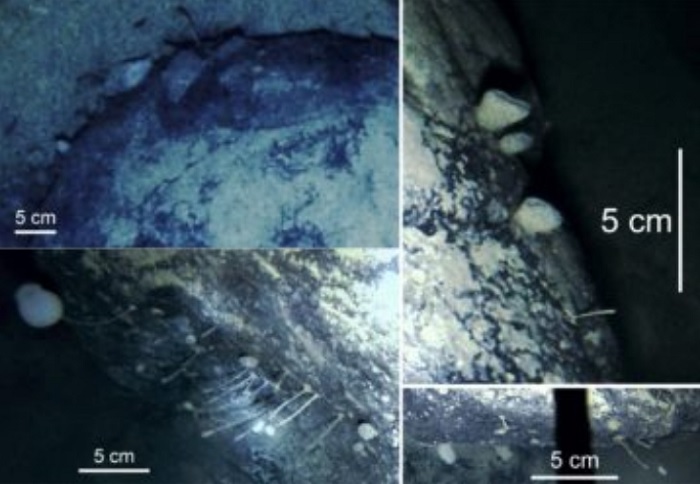 Hallan formas de vida adheridas a rocas bajo una plataforma de hielo en la Antártida