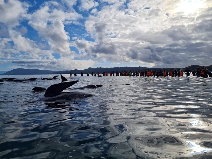 Voluntarios devuelven al mar a 28 ballenas varadas en Nueva Zelanda