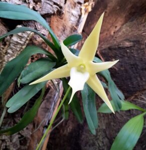 La genuina Orquídea de Darwin puede contemplarse en Estepona