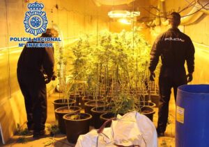 Desmantelan en Granada dos naves con más de 2.000 plantas de marihuana