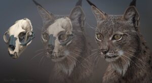 El lince ibérico habitó hace 600.000 años en Francia e Italia