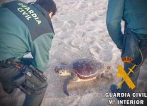 Guardia Civil colabora en la recuperación de una tortuga boba varada en Roquetas de Mar