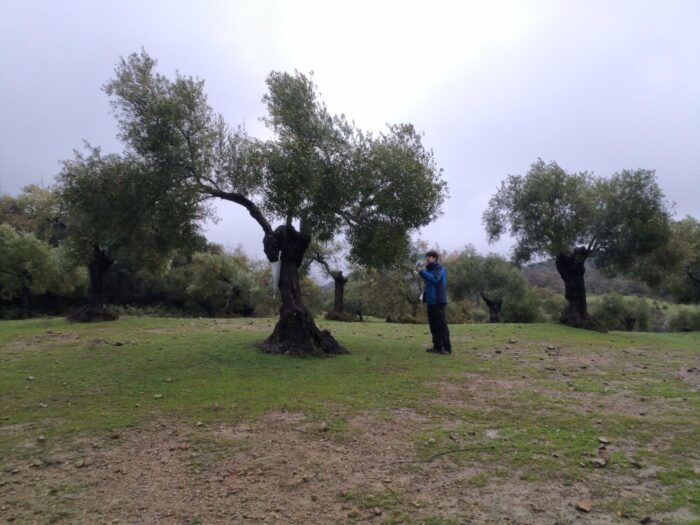 Las hormigas permiten controlar las dos principales plagas en los olivares