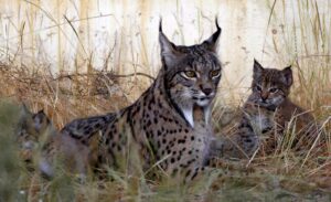 Nacen cuatro cachorros de lince en el centro de cría de El Acebuche