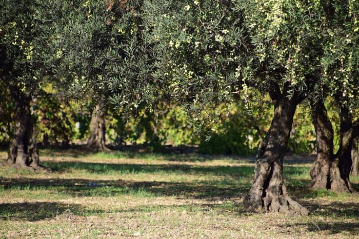 Demuestran la relevancia del olivar para la conservación de la biodiversidad en Europa