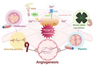 Identifican nuevas dianas en el proceso de formación de nuevos vasos sanguíneos