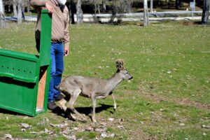 Liberan un ejemplar de corzo en el Parque Natural Sierra de Huétor